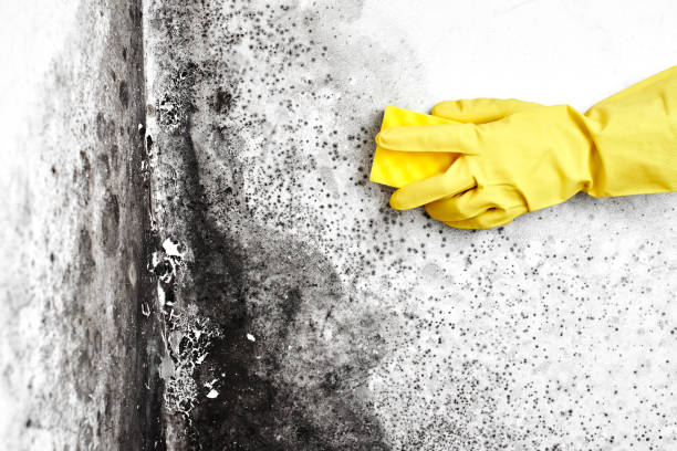 Best Best Mold Removal Companies  in New Haven, WV