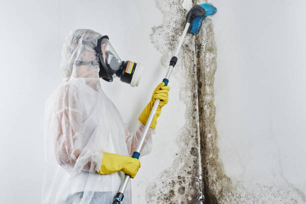 Best Mold Cleaning Services  in New Haven, WV