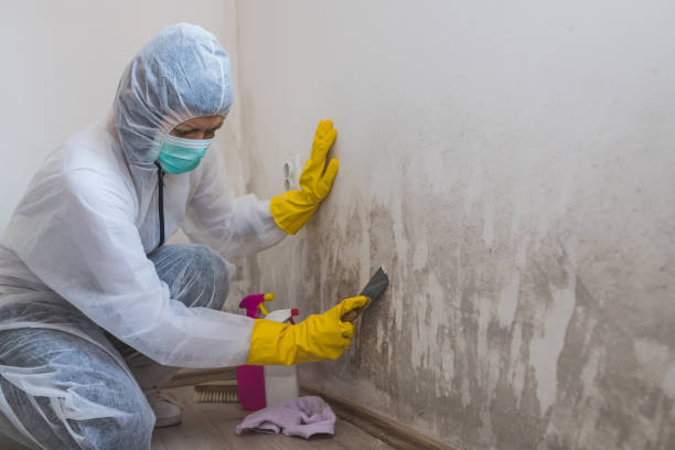 Office Mold Removal Services in New Haven, WV