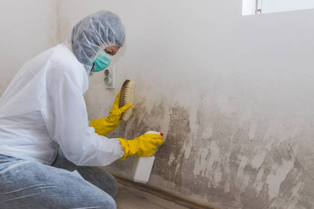 Best Toxic Mold Removal  in New Haven, WV