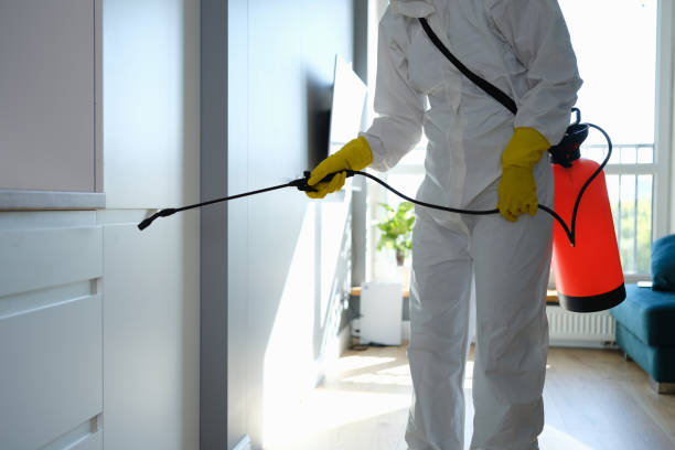 Best Affordable Mold Removal  in New Haven, WV