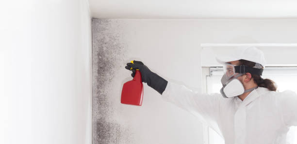 Best Emergency Mold Removal  in New Haven, WV