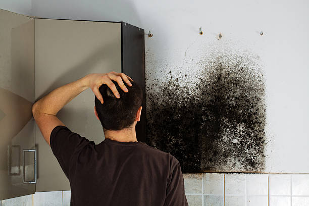 Best Office Mold Removal Services  in New Haven, WV