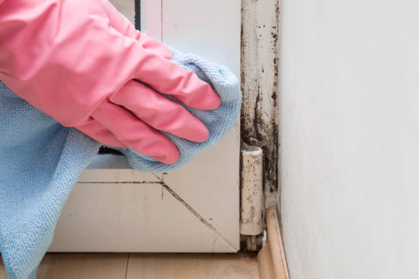 Best Same-Day Mold Removal  in New Haven, WV